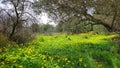 Crete spring, olive trees Royalty Free Stock Photo