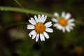 Cretian mat daisy, Anthemis cretica