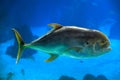 The crevalle jack Caranx hippos underwater