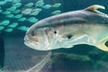 Crevalle Jack fish Caranx hippos swam through a school of fish