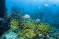 Crevalle jack fish and Yellow striped snapper at Richelieu Rock