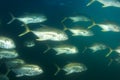 Crevalle Jacks Royalty Free Stock Photo