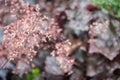 Crevice alumroot - Heuchera micrantha Royalty Free Stock Photo