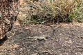 Crevice Spiny Lizard on a granite rock in the Texas Hill Country Royalty Free Stock Photo