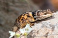 Crevice Spiny Lizard (Sceloporus poinsettii) (Sceloporus poinsettii) Royalty Free Stock Photo