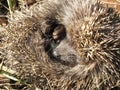 small hedgehog