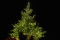 Crew decorating real Christmas tree at city square.