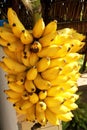 Banana Bunch tree agriculture fruit food vitamin delicious Sao Paulo Brazil Royalty Free Stock Photo