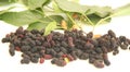 Blackberry fruit isolated white background food delicious vitamin Sao Paulo Brazil