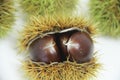 Chestnut-Portuguesa food isolated white background fruit delicious healthful Sao Paulo Brazil Royalty Free Stock Photo