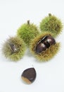 Chestnut-Portuguesa isolated white background food fruit delicious healthful Sao Paulo Brazil Royalty Free Stock Photo