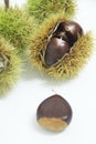 Chestnut-Portuguesa isolated white background fruit delicious healthful Sao Paulo Brazil Royalty Free Stock Photo