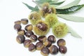 Chestnut-Portuguesa isolated white background fruit delicious healthful Sao Paulo Brazil Royalty Free Stock Photo