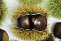 Chestnut-Portuguesa isolated white background fruit delicious healthful Sao Paulo Brazil Royalty Free Stock Photo