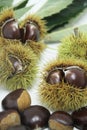 Chestnut-Portuguesa isolated white background fruit delicious healthful Sao Paulo Brazil Royalty Free Stock Photo