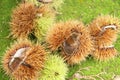 Chestnut-Portuguesa isolated white background fruit delicious healthful Sao Paulo Brazil Royalty Free Stock Photo