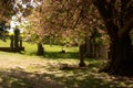 Crichton graveyard and old tree in bloom Royalty Free Stock Photo