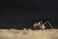 A cricket or armour plated cricket on the ground. Found in Namibia, Botswana.