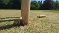 Cricket bails dislodged from a set of stumps