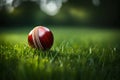 Cricket ball on the grass. Ball is on focus Royalty Free Stock Photo