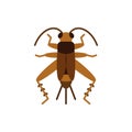 Cricket Bug grig insect single flat vector icon