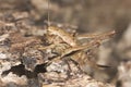 Cricket camouflaged on wood Royalty Free Stock Photo