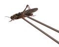 Cricket and chopsticks isolated on white background. Edible insects, as snack, good source of protein. Grasshopper