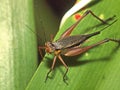 Cricket - Closeup Royalty Free Stock Photo