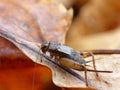 Cricket On Dried Leaf