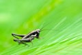 Cricket among the ears of corn Royalty Free Stock Photo