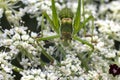 Cricket Insect Eyes