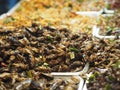 Cricket Fried insects Entomophagy Royalty Free Stock Photo