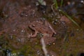 Cricket frog