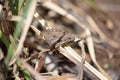 Cricket frog on grass