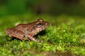 Cricket Frog on moss, Fejervarya sp