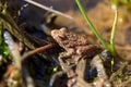 Cricket frog