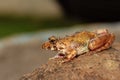 Cricket Frog on rock, Fejervarya sp, Pune, Maharashtra