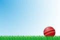 Cricket grass field vector illustration Royalty Free Stock Photo