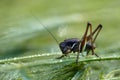 Cricket on a grass after rain Royalty Free Stock Photo