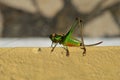 Cricket green insects animal wildlife nature