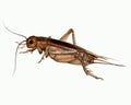 Cricket Gryllidae, realistic drawing Royalty Free Stock Photo
