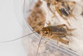 Cricket - Gryllus assimilis