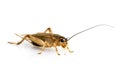 Cricket - Gryllus assimilis Royalty Free Stock Photo