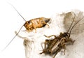 Cricket - Gryllus assimilis