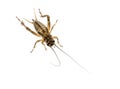 Cricket - Gryllus assimilis