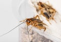 Cricket - Gryllus assimilis Royalty Free Stock Photo