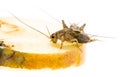 Cricket - Gryllus assimilis