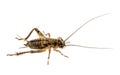 Cricket - Gryllus assimilis Royalty Free Stock Photo