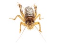 Cricket (Gryllus) on white background.