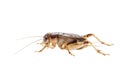 Cricket (Gryllus) on white ,Brachytrupes portentosus.